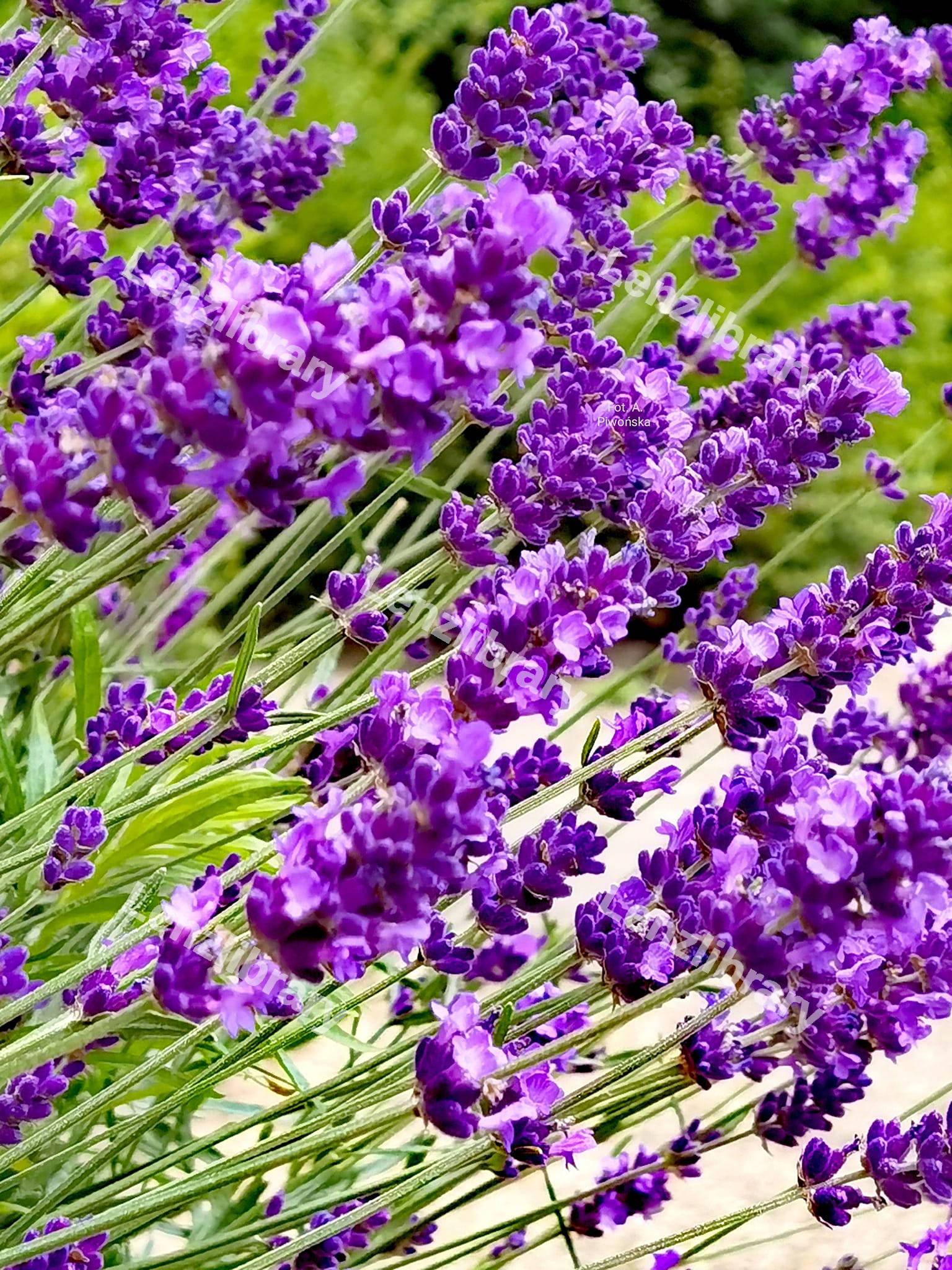 Lavendar Flower